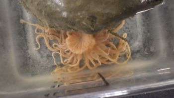 Media type: image;   Invertebrate Zoology 153117 Description: live specimen;